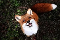 Vào hang bắt cáo, bất ngờ phát hiện “bảo vật” vô giá ngàn năm