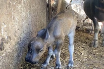 Nghé con 2 mũi, 2 miệng và loạt động vật sơ sinh dị nhất VN 