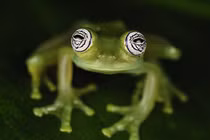 Loài động vật tự biến thành "bóng ma", ai thấy cũng giật mình 