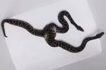 7 “dị thú” xuất hiện ở Việt Nam... số 3 khiến bạn mất ngủ 