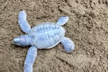 Ngắm rùa biển bạch tạng độc nhất vô nhị mới chào đời ở Côn Đảo