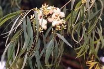 Kinh ngạc loài cây trổ ra.. vàng thật, Việt Nam có nhiều 