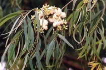 Kinh ngạc loài cây trổ ra.. vàng thật, Việt Nam có nhiều 