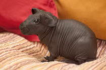 Giật mình “hà mã mini” giới trẻ Việt phát cuồng, nuôi làm thú cưng