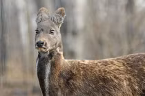 Top động vật ngỡ tuyệt chủng bỗng “hồi sinh” kỳ diệu, có loài ở VN 