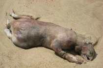 Sửng sốt 10 thủy quái bí ẩn nổi tiếng nhất mọi thời đại