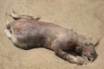 Sửng sốt 10 thủy quái bí ẩn nổi tiếng nhất mọi thời đại