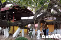 Chiêm ngưỡng cây đa 13 gốc độc nhất vô nhị ở Hải Phòng