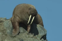 Hải mã quăng mình xuống vách núi: Cái chết trong gang tấc và sự thật nghiệt ngã 