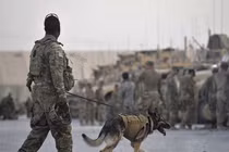 Chiến công của chó nghiệp vụ Mỹ khi tiêu diệt trùm khủng bố IS