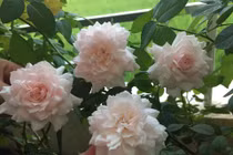 Xiêu lòng trước vườn hồng khoe sắc rực rỡ của bà mẹ ở Hải Phòng