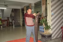 Bí ẩn miền Tây xứ Nghệ: “Thủy quái” nặng hàng yến, dài cả mét