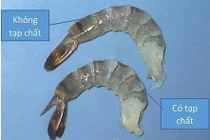 Bí quyết chọn tôm ngon, không bị bơm tạp chất 
