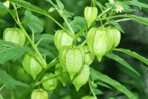 Bất ngờ công dụng của rau tầm bóp, nhiều người không biết