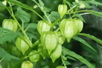 Bất ngờ công dụng của rau tầm bóp, nhiều người không biết