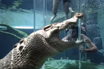 Du khách bị cá sấu ngoạm đầu và diễn biến bất ngờ sau đó