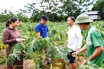 Nông dân đút túi cả triệu đồng mỗi ngày nhờ loại hoa "thần dược"