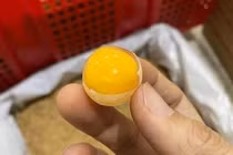 Loại trứng thần dược có giá rẻ bất ngờ, chị em mua hàng trăm quả 