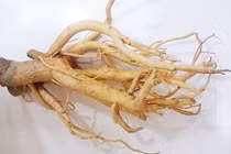 “Nhân sâm người nghèo” xưa trồng làm cảnh, nay là cây “đẻ tiền“