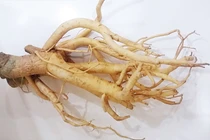 “Nhân sâm người nghèo” xưa trồng làm cảnh, nay là cây “đẻ tiền“