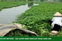 Rau muống nếu thấy dấu hiệu này nên bỏ đi ngay lập tức 