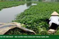 Rau muống nếu thấy dấu hiệu này nên bỏ đi ngay lập tức 