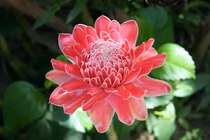 Loại hoa lạ vừa để cắm chơi lại có thể ăn được hút khách Hà thành