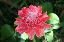 Loại hoa lạ vừa để cắm chơi lại có thể ăn được hút khách Hà thành