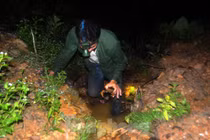 Độc chiêu dùng mắm tôm săn cua đá lúc nửa đêm kiếm tiền triệu