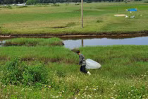 Săn tôm bay trên đồng, kiếm tiền triệu mỗi ngày