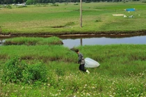 Săn tôm bay trên đồng, kiếm tiền triệu mỗi ngày