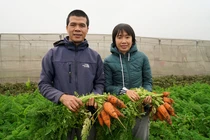 Trồng thứ rau rẻ tiền, vợ chồng tiến sĩ bỏ việc về quê gây bất ngờ lớn