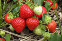 4 loại trái cây dễ chứa đầy ký sinh trùng, khi ăn phải thật cẩn thận