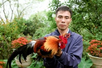 Hiệu quả kinh tế cao từ mô hình nuôi gà rừng