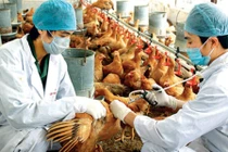 Bộ Y tế ra công văn khẩn phòng dịch cúm từ Trung Quốc