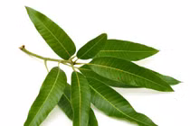 Bài thuốc từ lá xoài “khắc tinh” của bệnh tiểu đường 