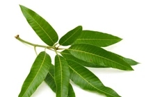 Bài thuốc từ lá xoài “khắc tinh” của bệnh tiểu đường 