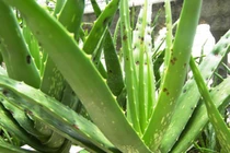 Đây là nguyên nhân gia đình nào cũng nên trồng cây nha đam 