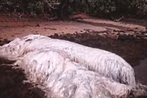 Bí ẩn điềm xấu khi “quái vật biển” liên tiếp dạt vào bờ 