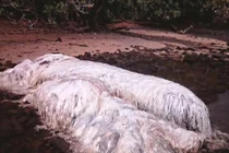 Bí ẩn điềm xấu khi “quái vật biển” liên tiếp dạt vào bờ 