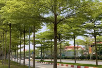 Dự báo thời tiết ngày 25/5/2023: Hà Nội sáng mưa, ngày nắng