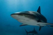 Xác định danh tính thi thể được tìm thấy trong bụng cá mập 