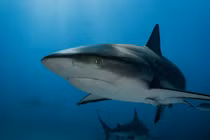 Xác định danh tính thi thể được tìm thấy trong bụng cá mập 