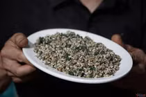 Sốc phản vệ, suýt chết vì ăn trứng kiến: Chuyên gia khuyến cáo gì?