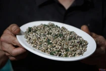 Sốc phản vệ, suýt chết vì ăn trứng kiến: Chuyên gia khuyến cáo gì?