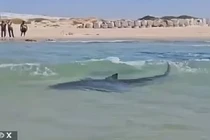 Kinh hãi thợ lặn bị cá mập tấn công, mất tích trên biển