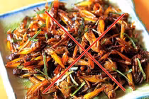 Châu chấu rang và loạt món gây sốc phản vệ nguy hiểm