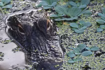 Chèo thuyền trên hồ, người phụ nữ bị cá sấu tấn công tử vong