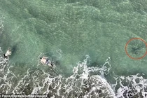 Thót tim khoảnh khắc cá mập “rình rập” thợ lặn biển