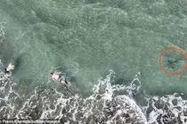 Thót tim khoảnh khắc cá mập “rình rập” thợ lặn biển